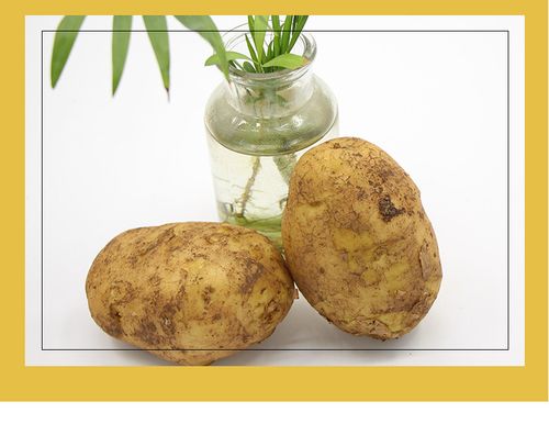 货源产地云南新鲜土豆马铃薯农家自产黄心特色农产品土豆顺丰发货
