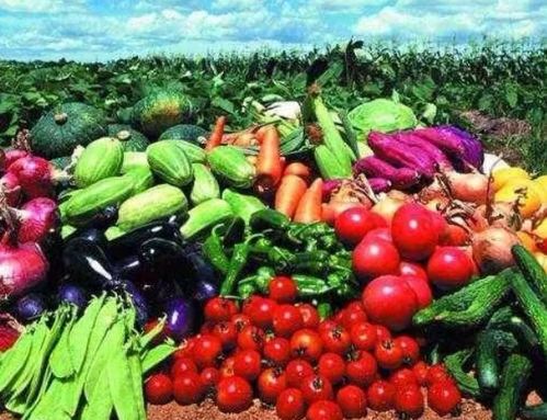 食用农产品合格证制度 农产品质量安全管理新格局